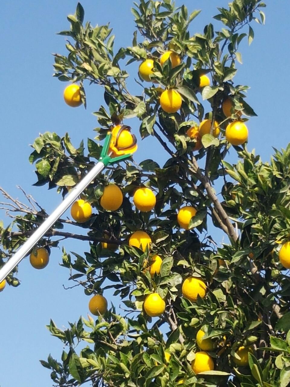 أداة قطف الفاكهة