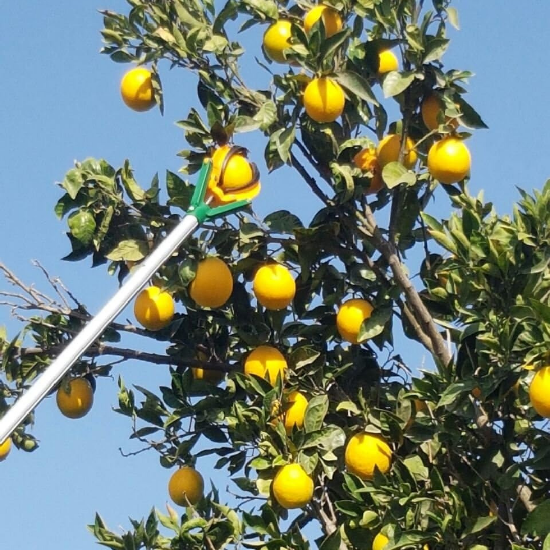 أداة قطف الفاكهة
